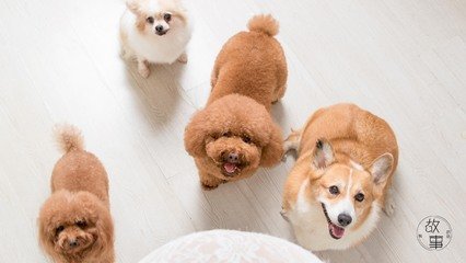 kok下载苹果官网app
